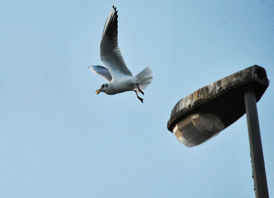 Seagull, seagull flying, bird, lamp, street light, legs, animal themes HD wallpaper