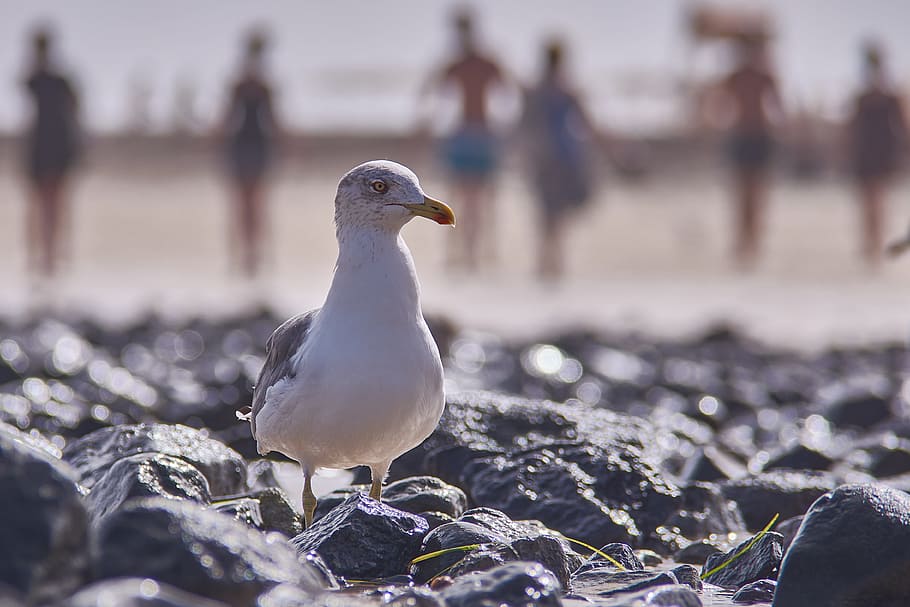 seagull, beach, human, nature, bird, waters, ocean, coast, sky HD wallpaper