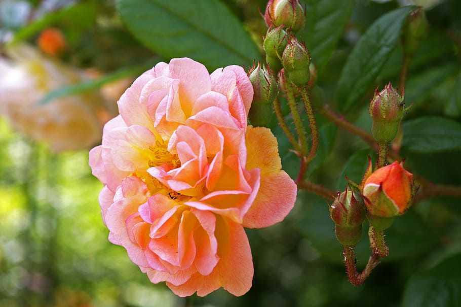 ghischlaine de filigonde, rose, rampler rose, climbing rose, HD wallpaper