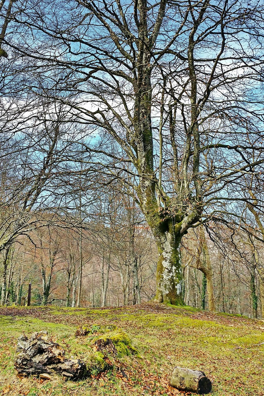 beech, tree, hayedo, forest, tree trunk, nature, branches, landscape HD wallpaper