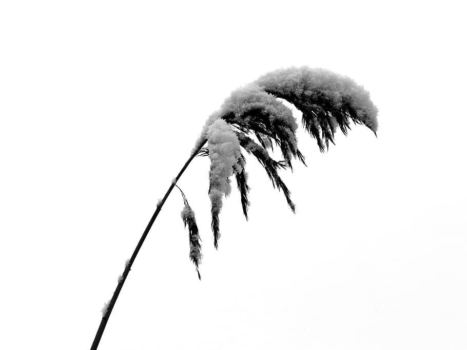 photo of leaf with snow, reed, cold, winter, wintry, landscape HD wallpaper