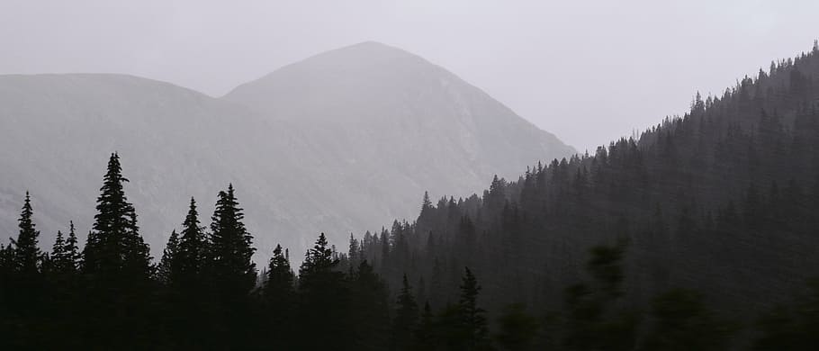 green fog pine tree, gray, scale, mountain, plant, nature, highland HD wallpaper