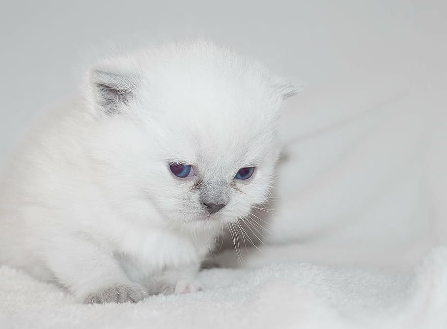 long-fur white kitten on white textile, cat, pet, kitty, fluffy HD wallpaper