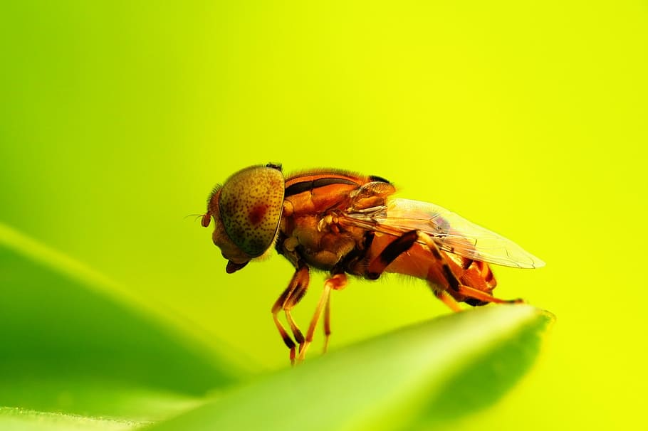 fly, macro, sunny, perch, leaf, yellow, unique, insect, rare HD wallpaper