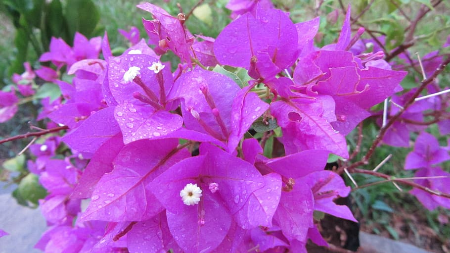 buganvilla, flowers, magenta, nature, leaf, plant, flowering plant HD wallpaper