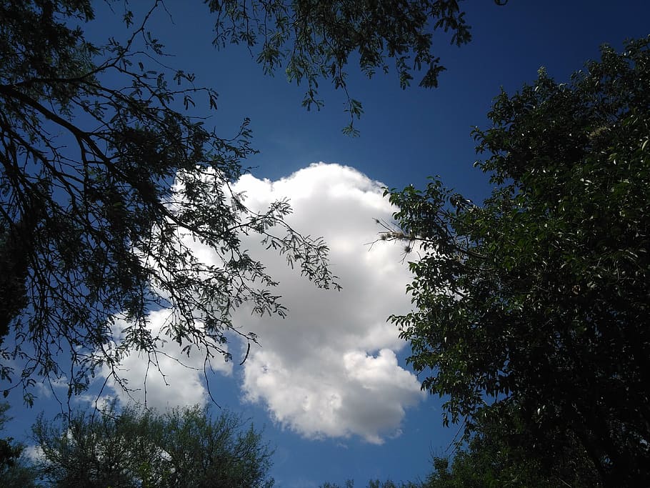 cloud, tree, heaven, above, nature, plant, sky, low angle view HD wallpaper