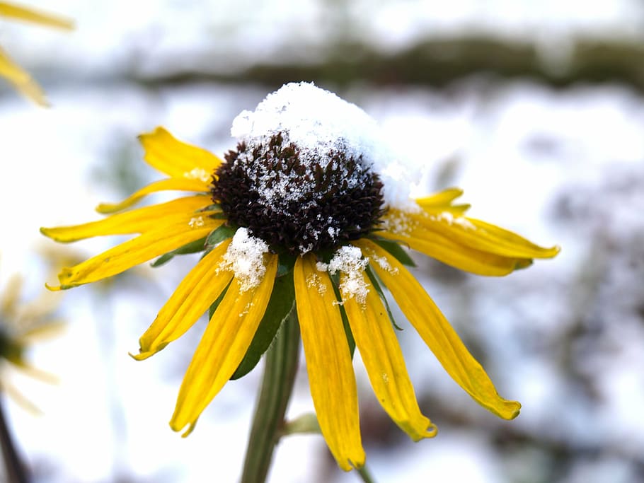 sun hat, echinacea, flower, winter, snow, frost, plant, cold HD wallpaper