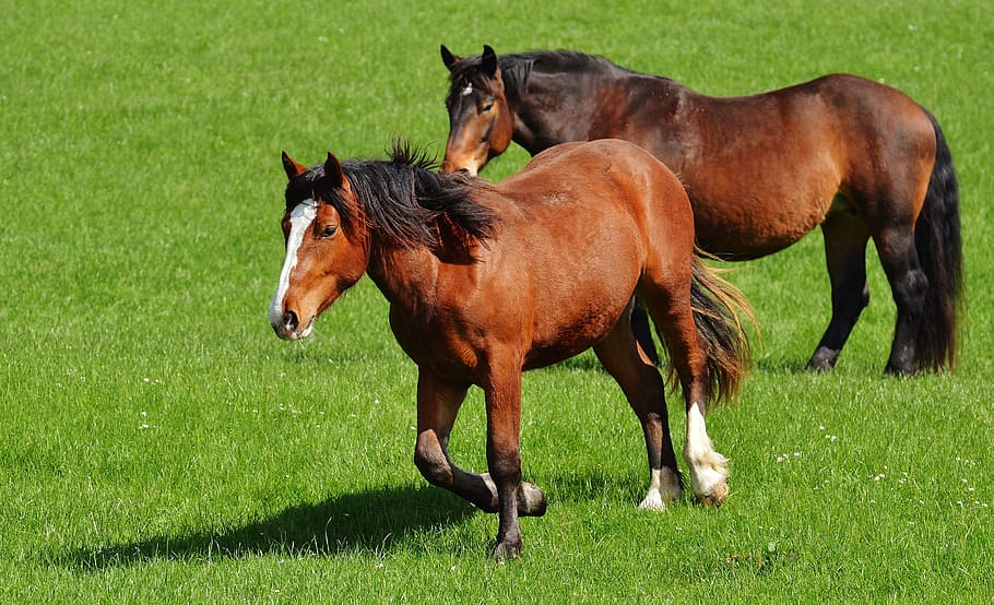 horses, meadow, coupling, animal, nature, ride, pasture, light brown HD wallpaper