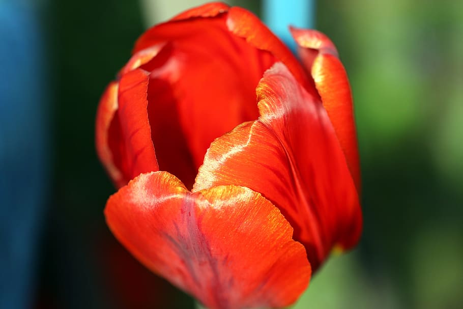 tulip, spring, red, figure, chalices of flowers, tulips, closeup HD wallpaper