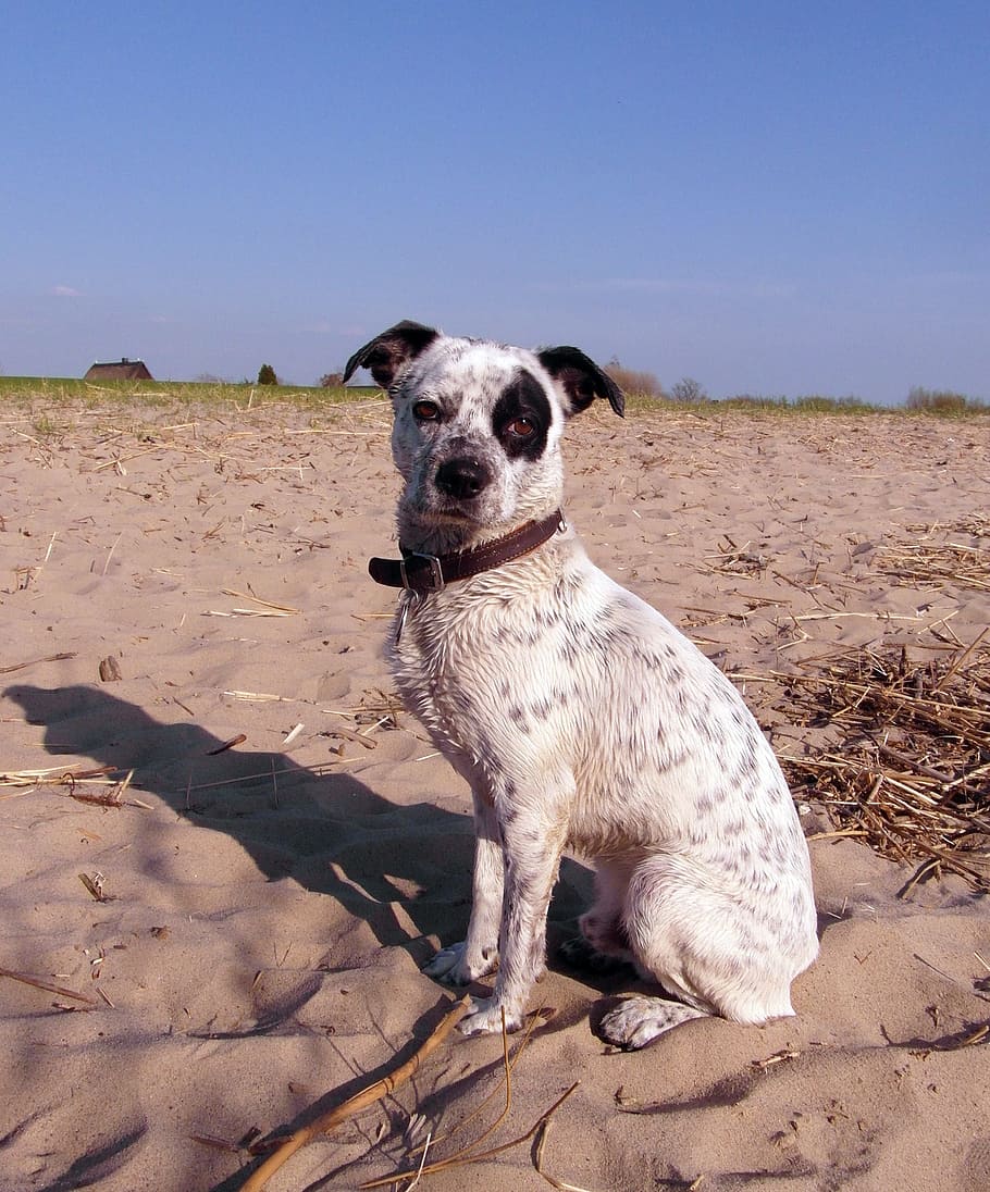 Dog, Hybrid, Male, White, Spotted, black, pirate, eye, beach, HD wallpaper