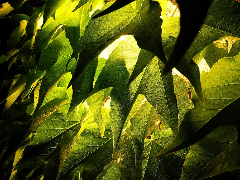 foliage, grape leaves, green, grain, night image, leaf, nature HD wallpaper