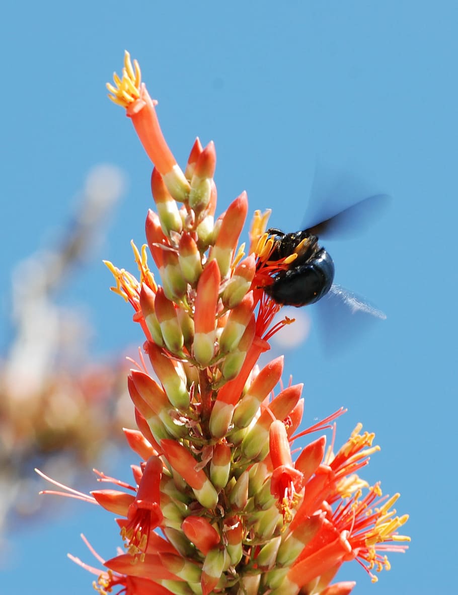 Flowers, Blossoms, Bee, Orange, Yellow, insect, bud, natural HD wallpaper