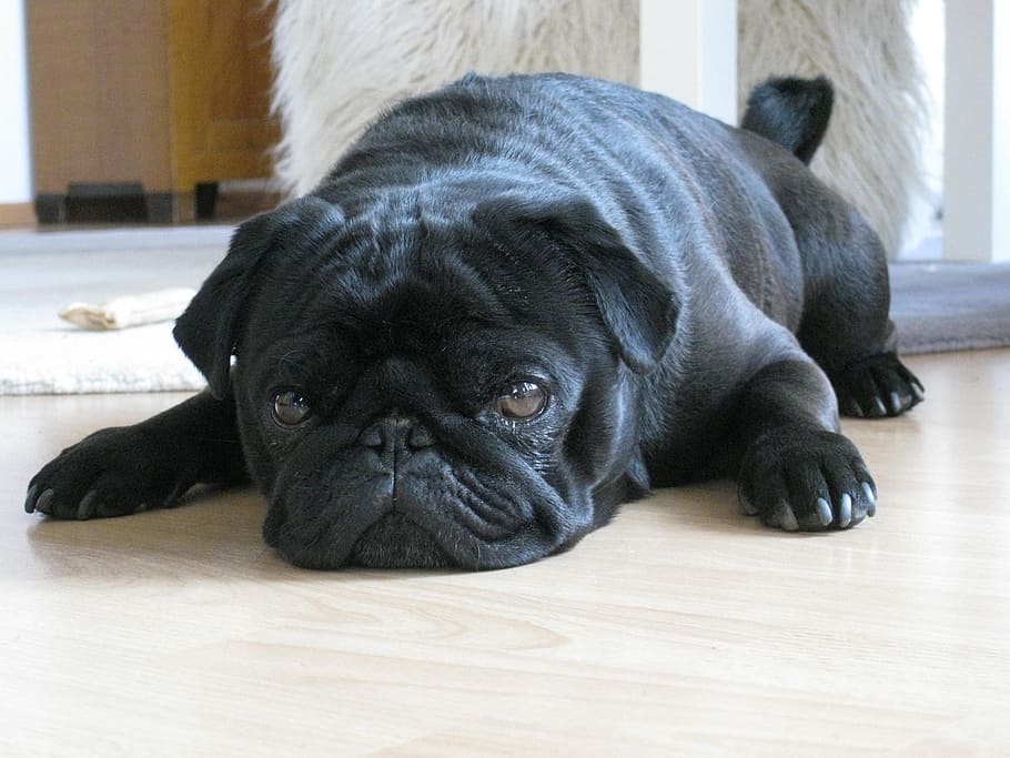 adult black pug, dog, pet, lying, ground, rest, tired, cool down