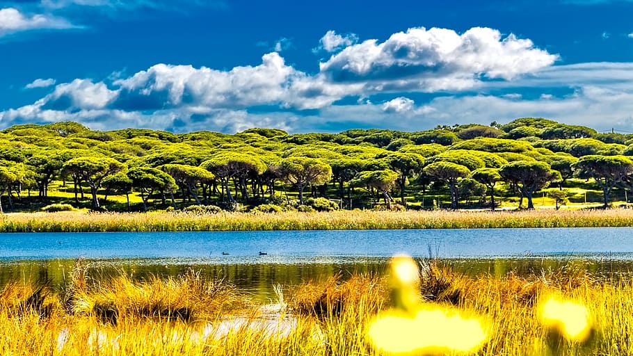 river, delta, mangrove, plant, scenics - nature, sky, tree HD wallpaper