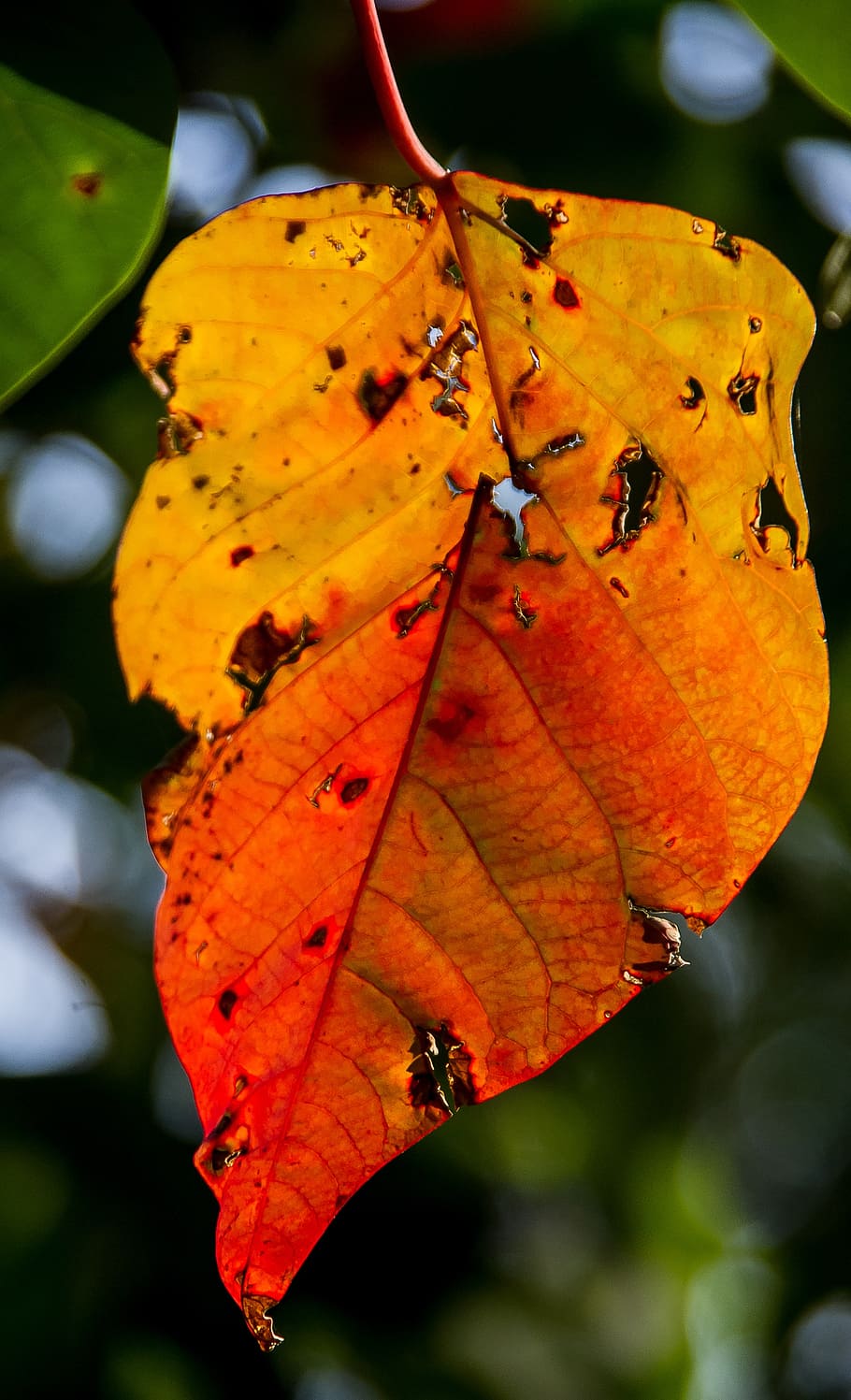leaf, bleeding heart tree, homalanthus populifolius, orange, HD wallpaper