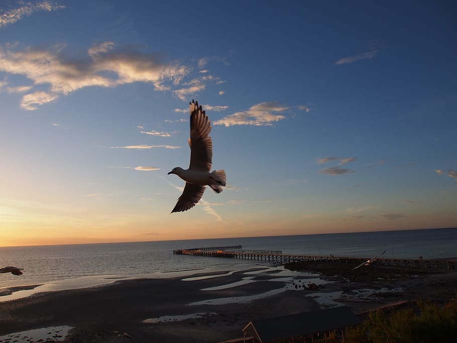 Seagull, Flying, Seabird, flight, sunset, spread wings, mid-air HD wallpaper