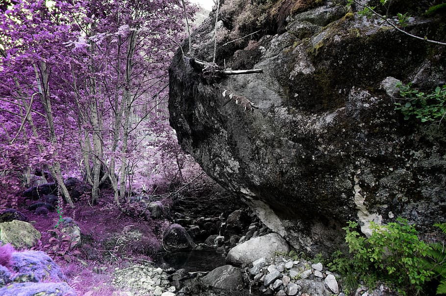 purple leaf tree near gray rock, flower, violet, petal, bloom HD wallpaper