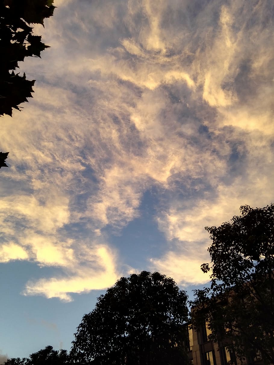 at dusk, sky, cloud, tree, nature, outdoors, cloud - sky, plant HD wallpaper