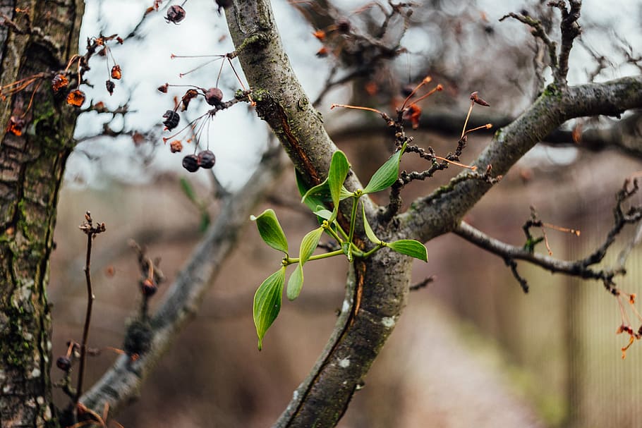 green plant during daytime, branches, stem, fruit, nature, bokeh HD wallpaper