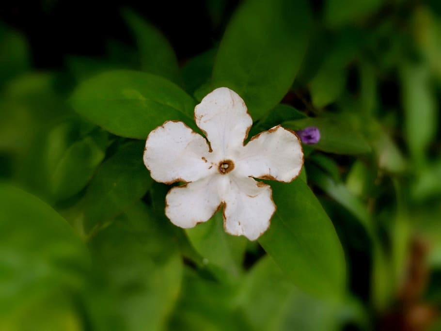 spring, flowers, white, plant, flowering plant, fragility, beauty in nature HD wallpaper