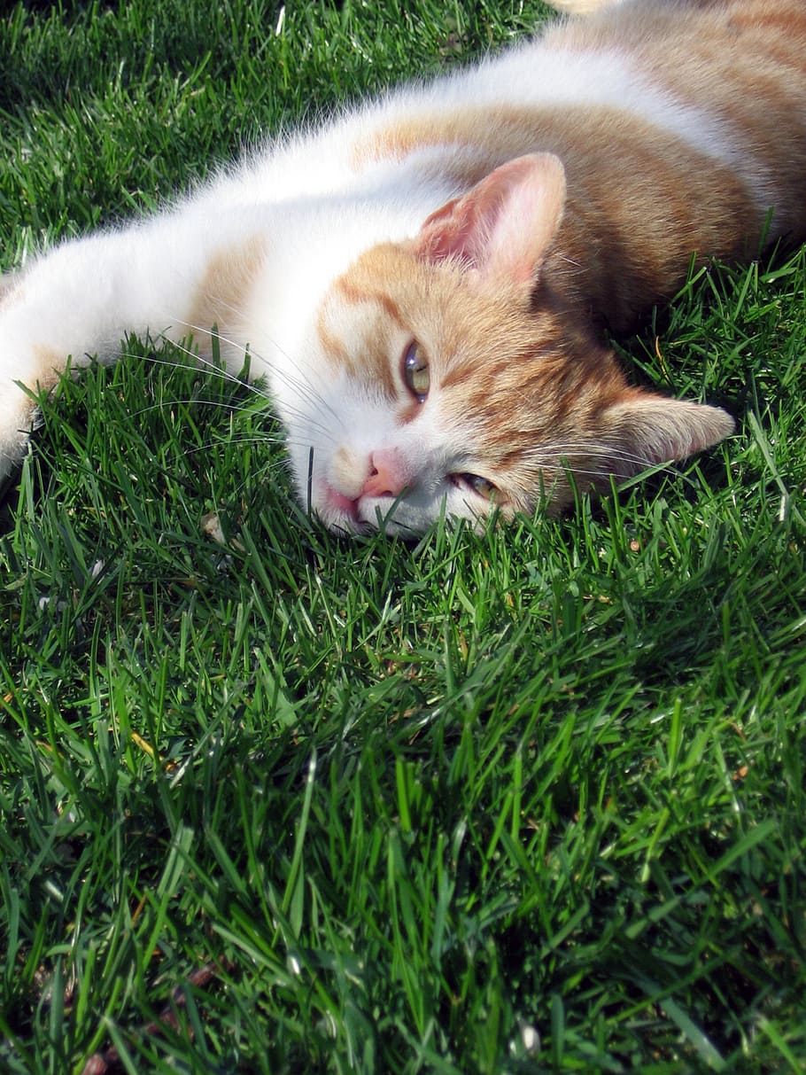 cat, tomcat, grass, peace, pets, domestic, one animal, animal themes HD wallpaper