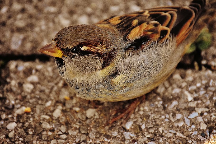 sparrow, bird, small, cute, nature, plumage, young, birds, sparrows HD wallpaper