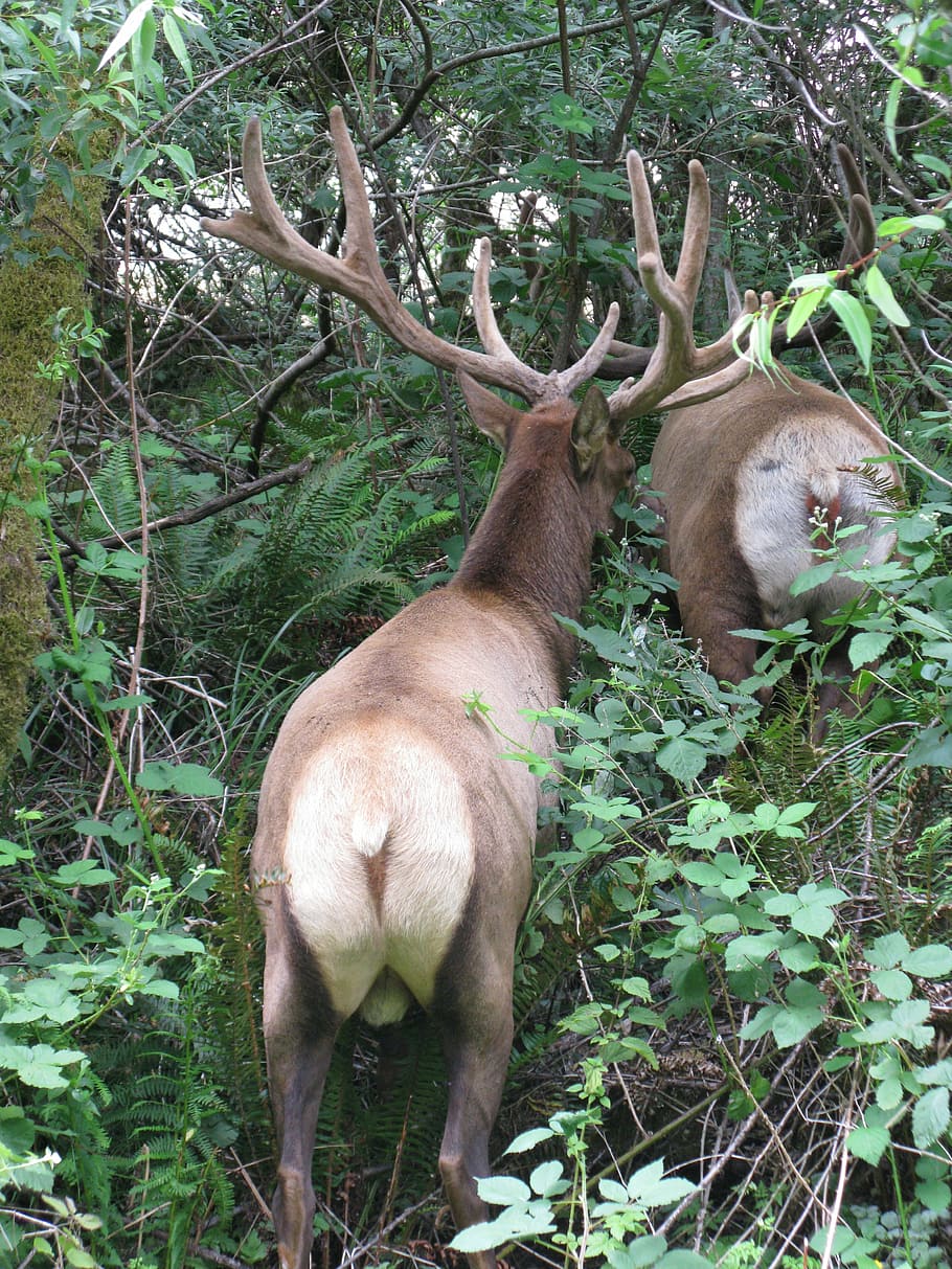 hirsch, wild, antler, forest, mammal, animal, animal themes HD wallpaper