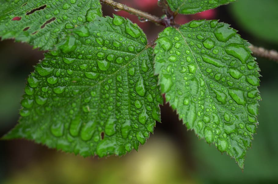 leaf, water, drop, floral, nature, spring, plant, green, bloom HD wallpaper