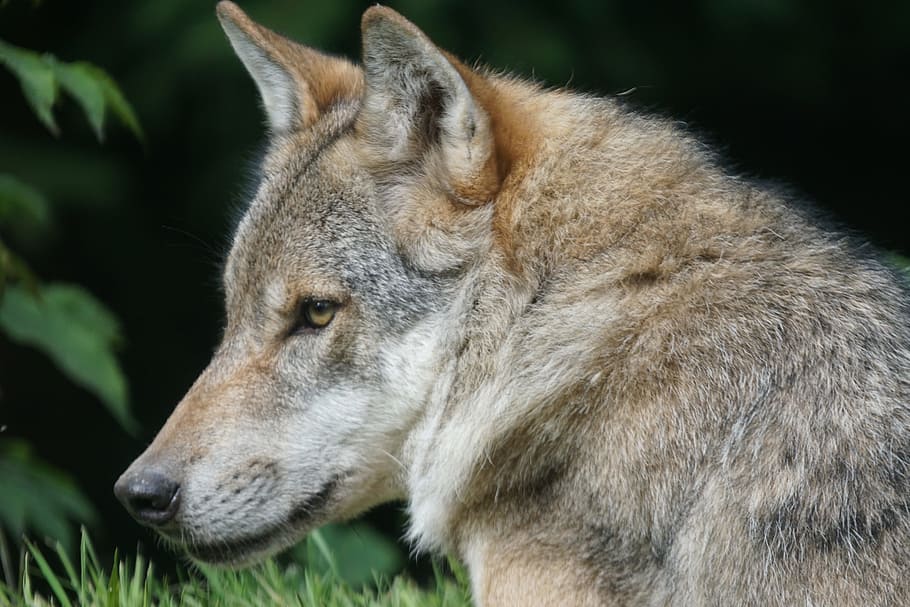 photo of brown and gray wolf, Sable, Siberian Husky, predator, HD wallpaper