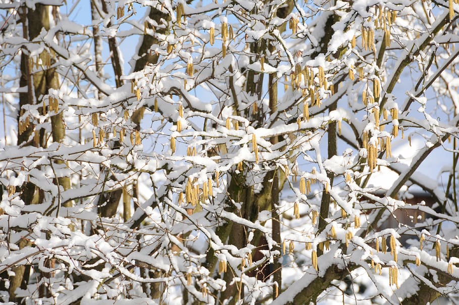 snow, spring, hazelnut, tree, blue, brown, yellow, hope, seasons, HD wallpaper