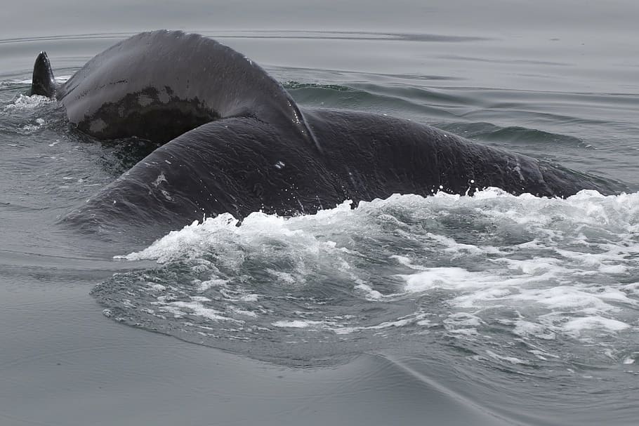 black whale dive on body of water, iceland, humpback, wildlife