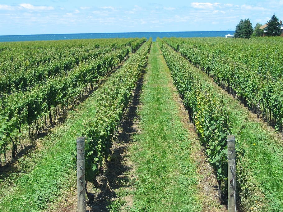 vineyard, grape, vines, rows, grapevine, summer, viticulture HD wallpaper