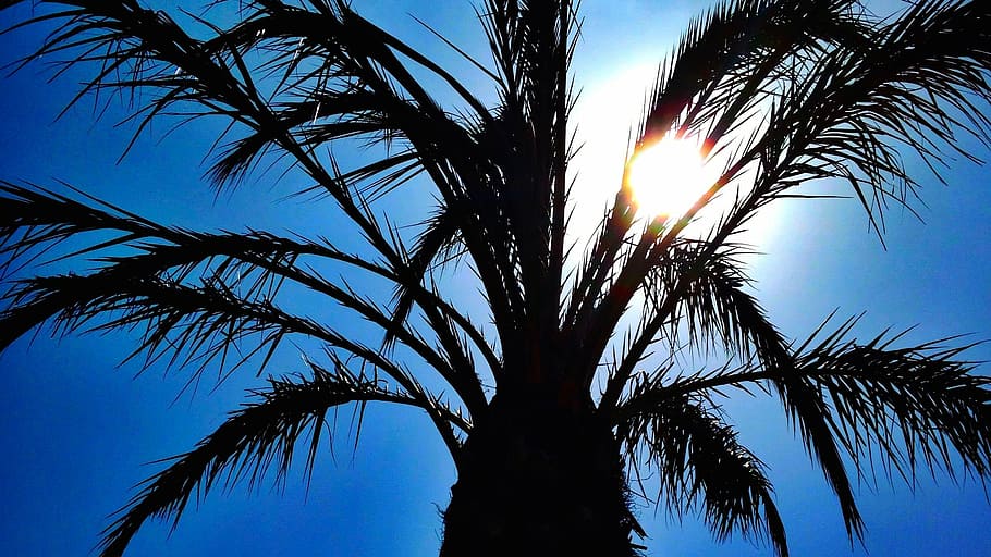 palm tree, tropical, sun, heaven, silhouette, against the light HD wallpaper
