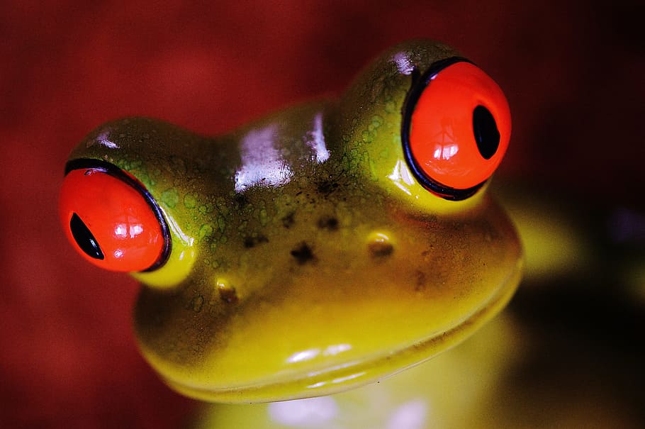 Frog, Figure, Cute, Ceramic, Fun, funny, frogs, sweet, animal HD wallpaper