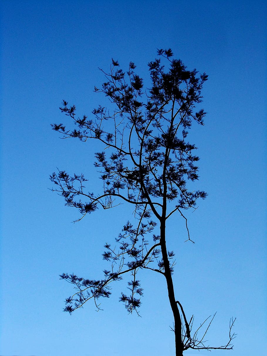 tree, lonely, trunk, single, sky, blue, old, old tree, dead HD wallpaper