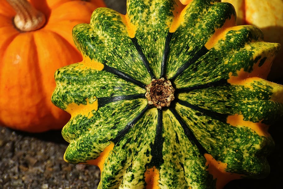 pumpkins, decorative squashes, nature, autumn, decoration, colorful HD wallpaper