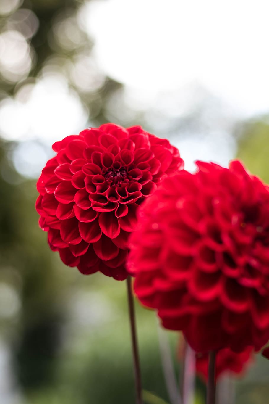 flower, nature, organic, spring, floral, summer, plant, natural HD wallpaper