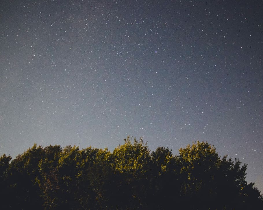 green trees during nighttime, sky, stars, woodland, plant, star - space HD wallpaper