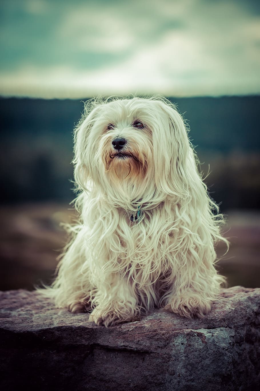 adult white lhasa apso sitting on gray rock formation, dog, flare