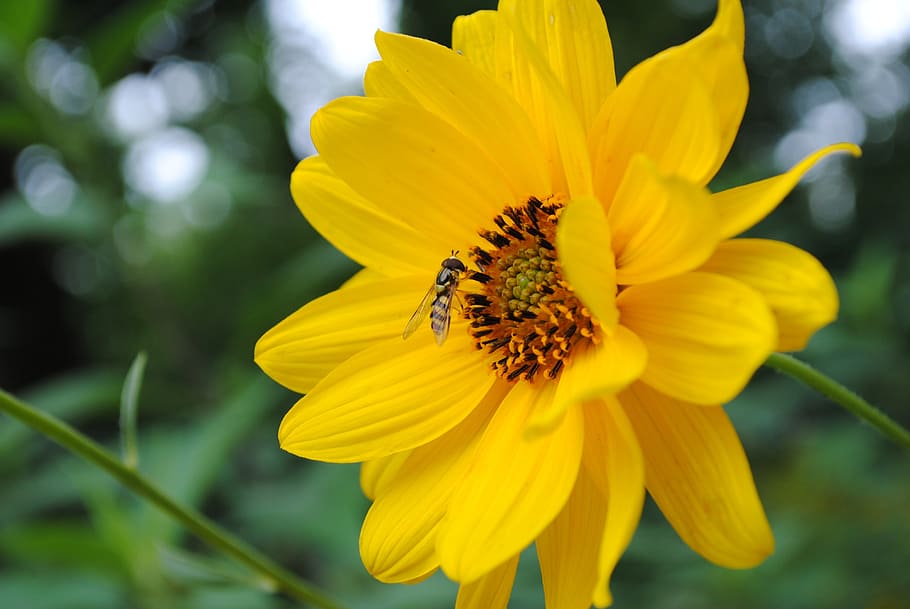 bee, nectar, flower, garden, macro, flying insect, flowering plant HD wallpaper