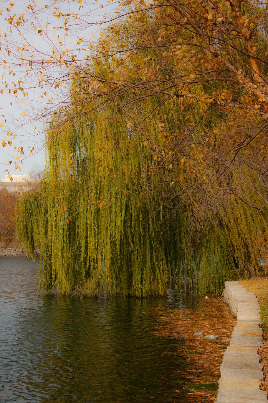 HD wallpaper willow weeping willow tree water fall autumn plant  tranquility  Wallpaper Flare
