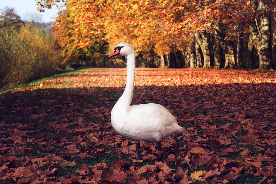 white goose standing on brown leaf field, swan, autumn, case HD wallpaper