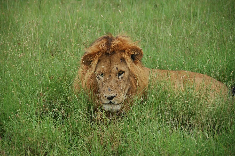 lion, tom, lions, kenya, rest, wild as the, africa, fauna, the predators, HD wallpaper