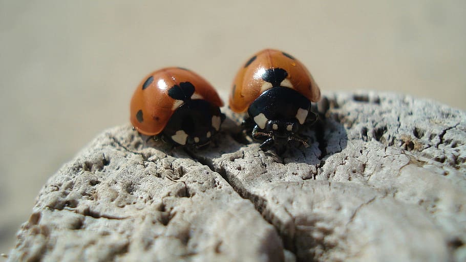 ladybug, insect, close, beetle, nature, luck, lucky ladybug HD wallpaper