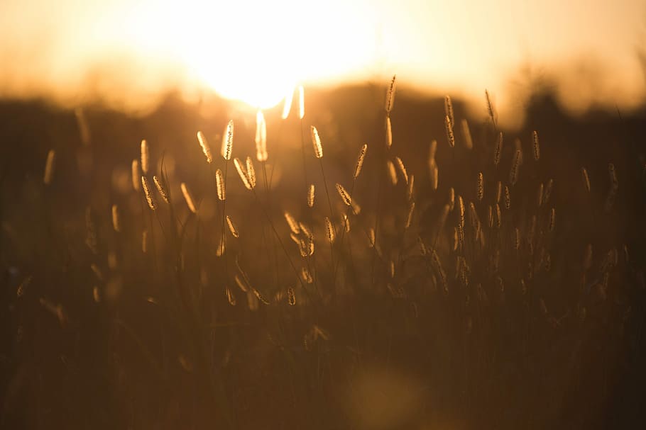 selective focus of wheats, field, sun, grass, gold, golden HD wallpaper