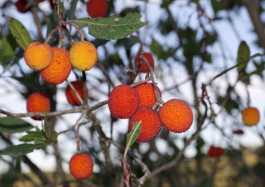 fruits, wild, berries, plants, nature, red, green, wild fruits HD wallpaper