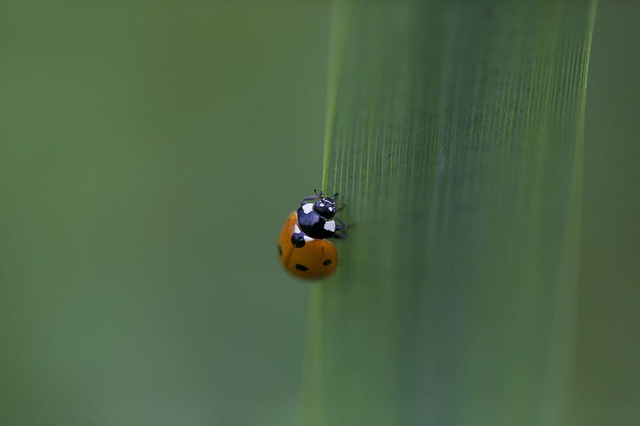 Ladybug, Insect, green background, macro, nature, red black green color HD wallpaper