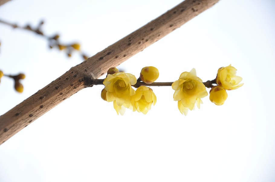 plum blossom, winter, image, nature, yellow, flower, white background HD wallpaper