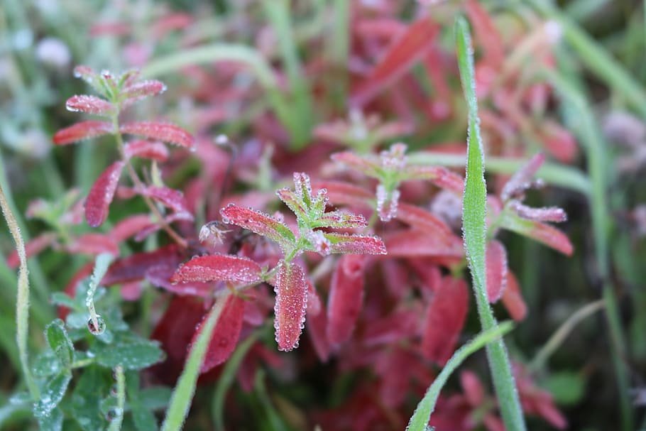 meadow, drip, water, red, green, nature, fall leaves, drop of water HD wallpaper
