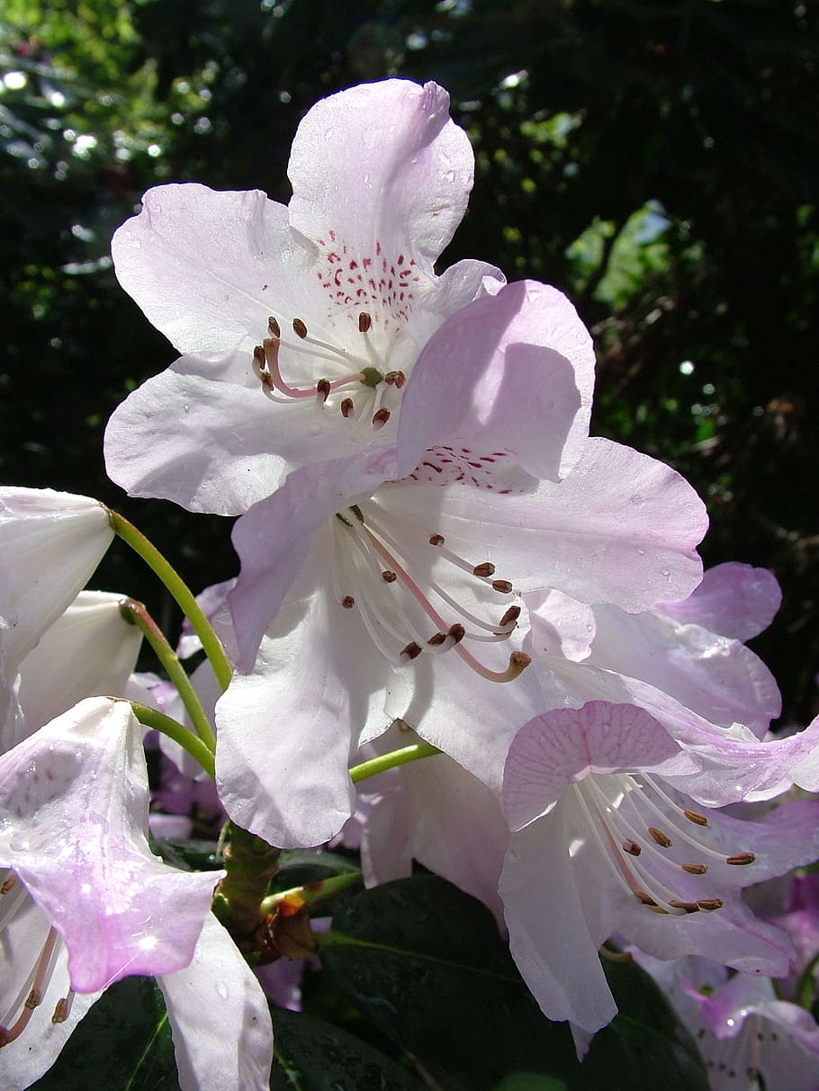 rhododendron, blossom, bloom, spring, flowering plant, fragility HD wallpaper